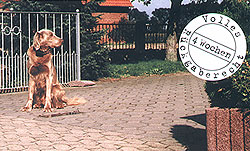 Hund bei Einsatz des unsichtbaren Hundezauns