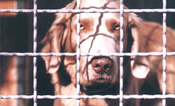 Hund hinter einem Zaun